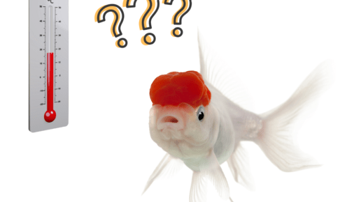 What is the best water temperature for goldfish?